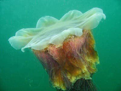 Immortal Jellyfish Facts on Giant Files  Nomura And Lion   S Mane Jellyfish