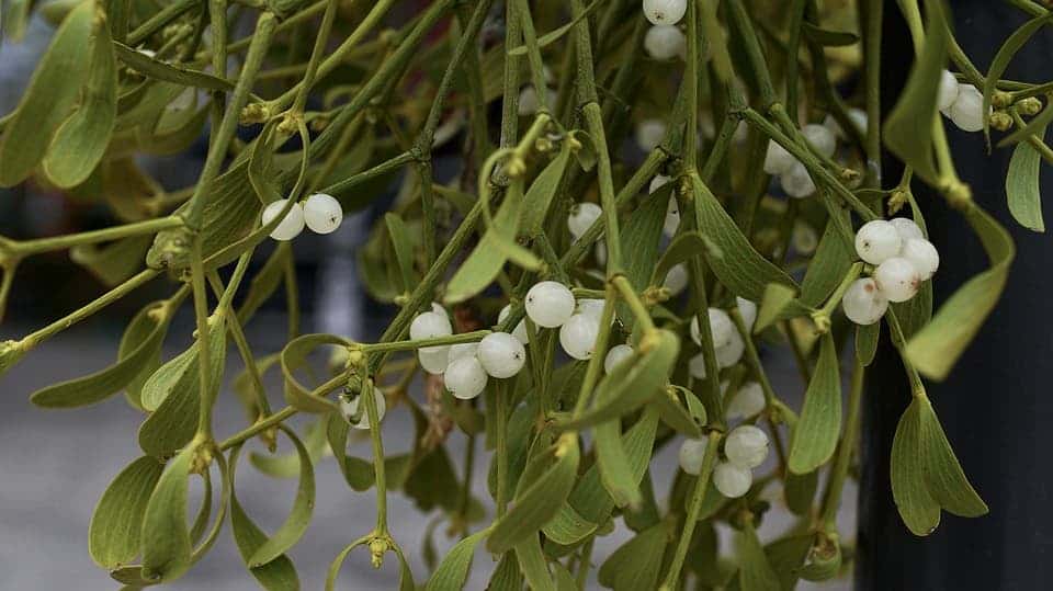 Mistletoe: A Natural and Human History