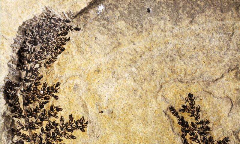 World's oldest flower found: it's 125 million years old, and it raises ...