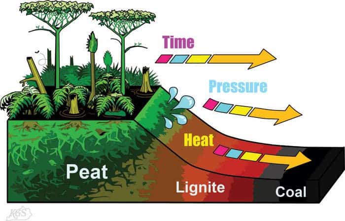 How Coal Is Formed