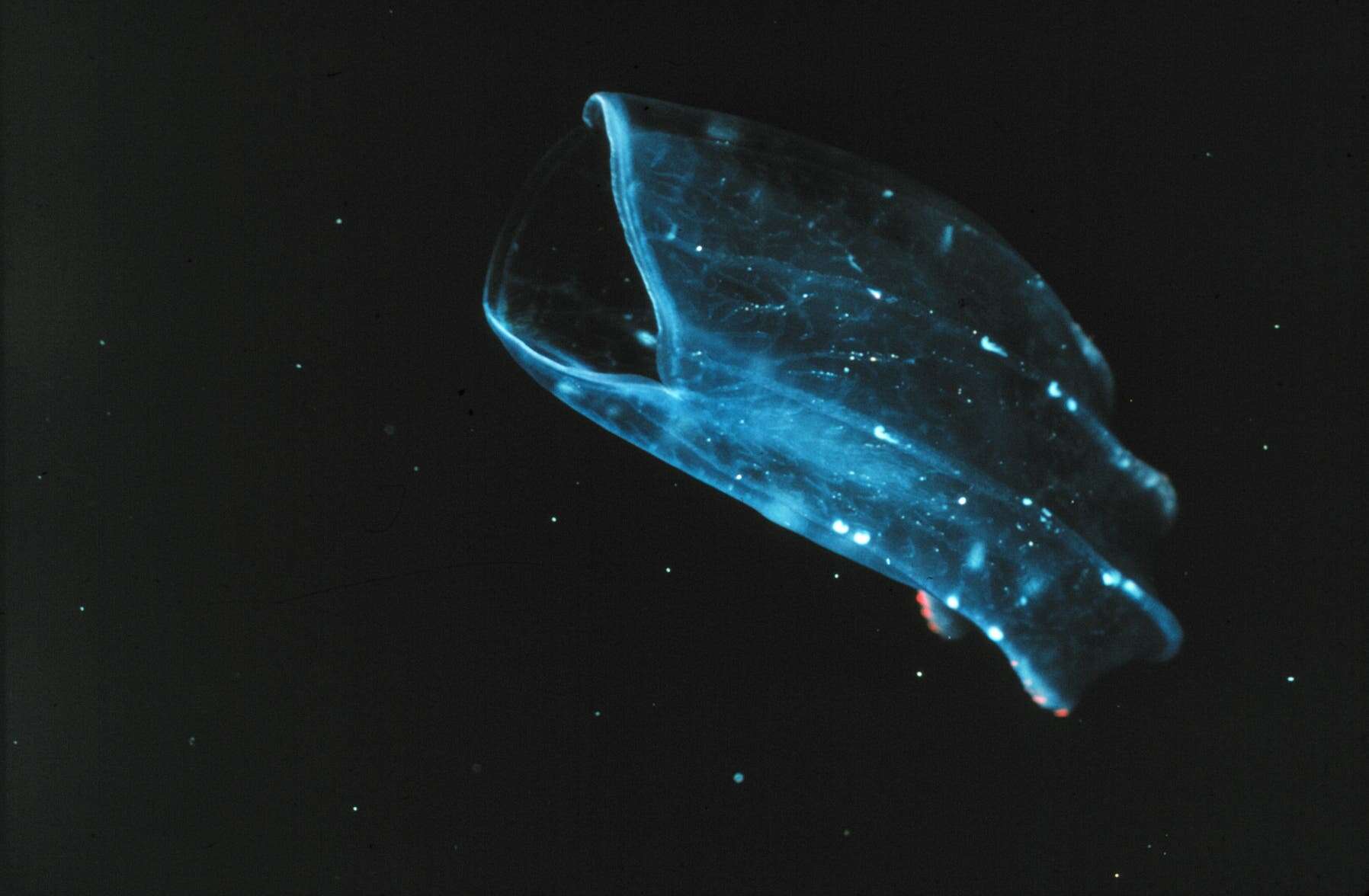 Comb Jellies May Have Been The First Animals Ever