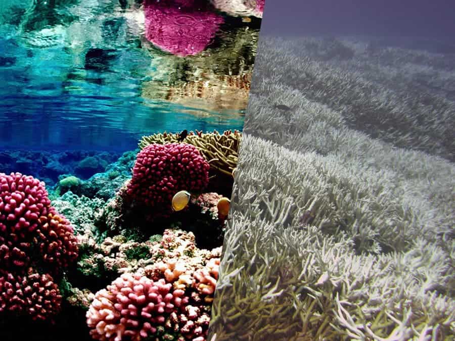 Coral reefs barely survived bleaching, will be gone within the century ...
