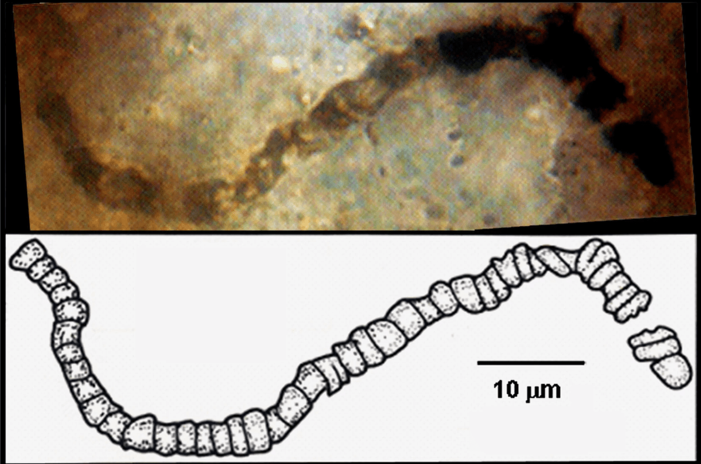 the-earliest-life-forms-could-be-these-3-5-billion-year-old-microbes