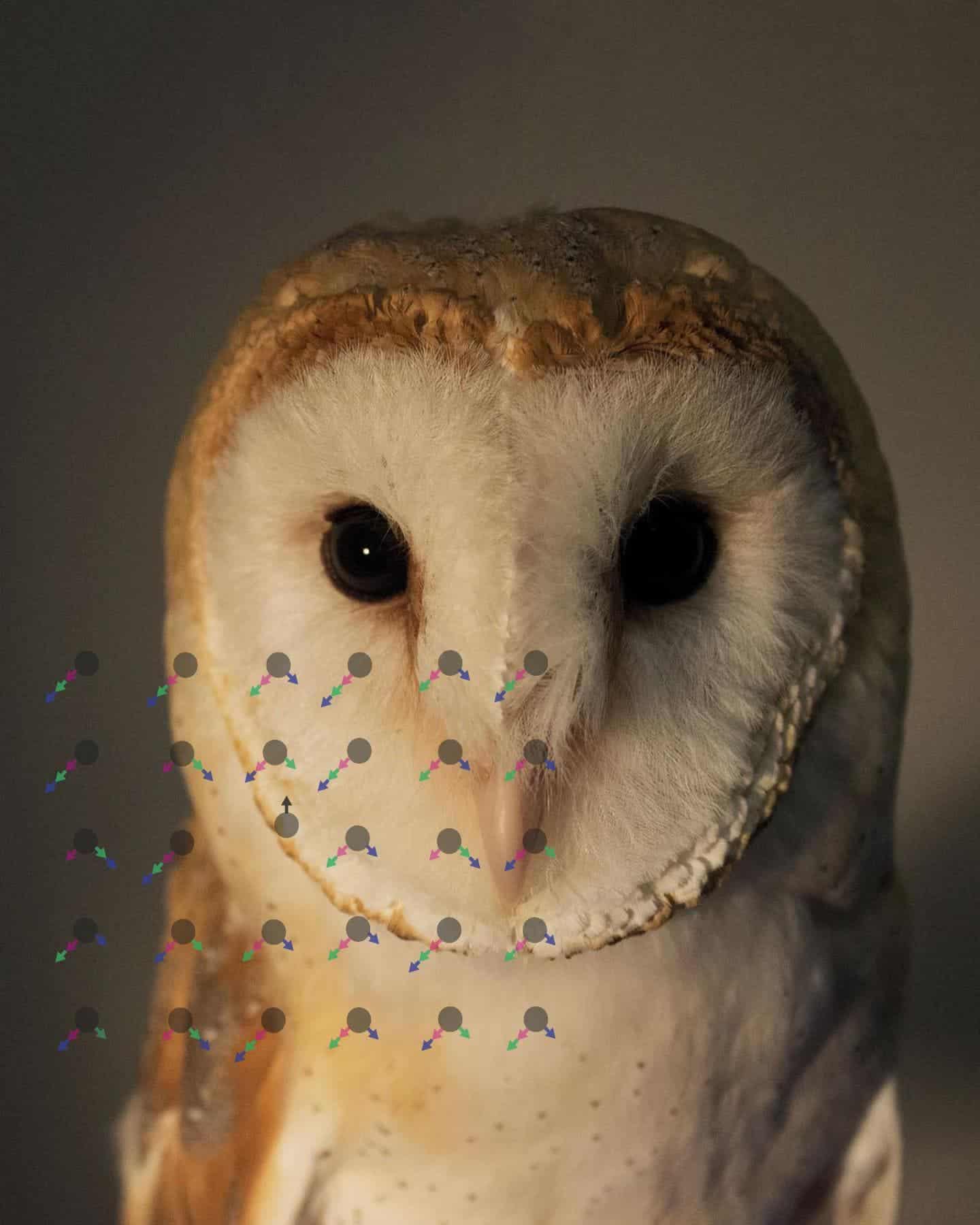 Owls Perceive Moving Objects Like We Do Suggesting Bird And Human