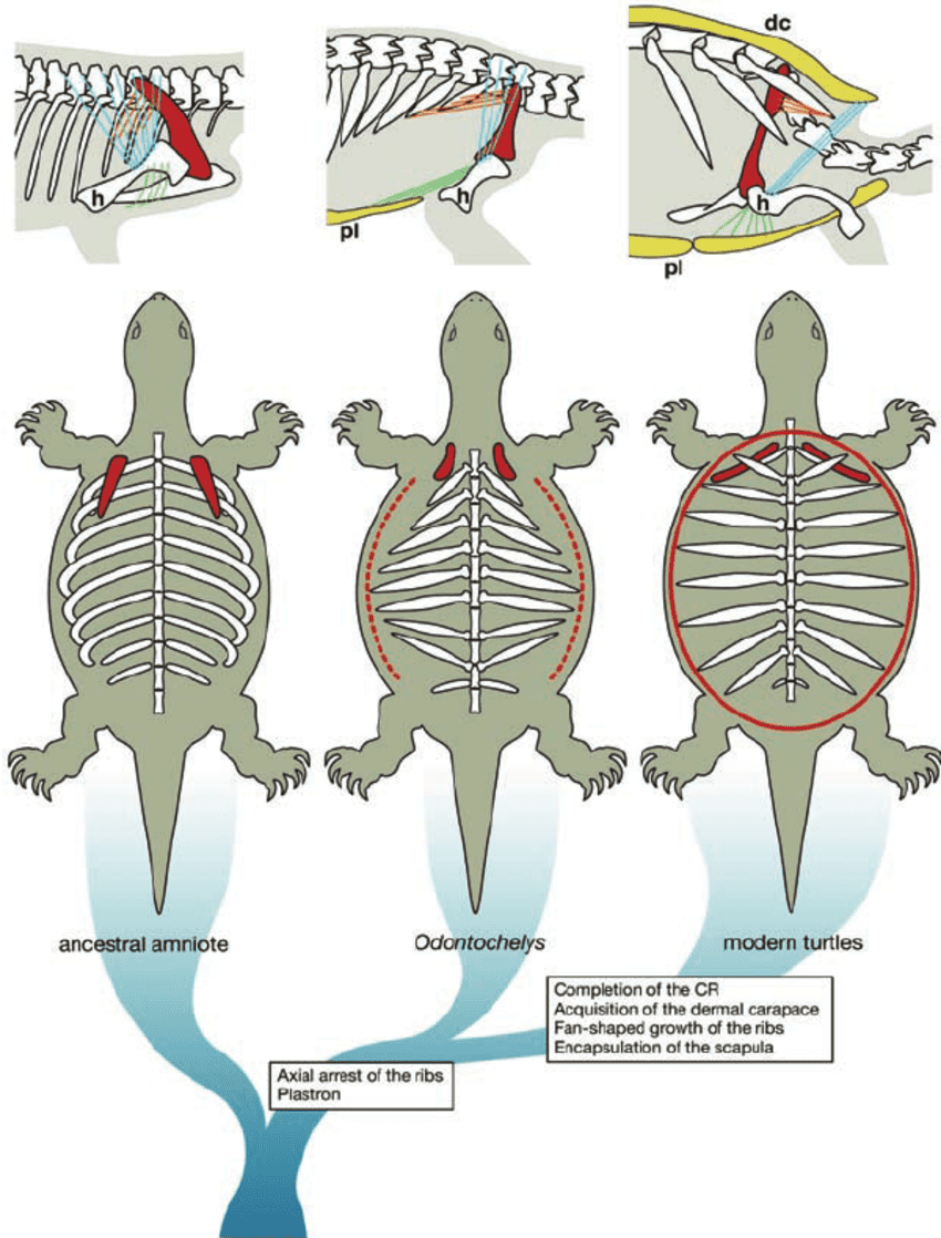 Stunningly preserved 228-million-year-old fossils shed light on ...