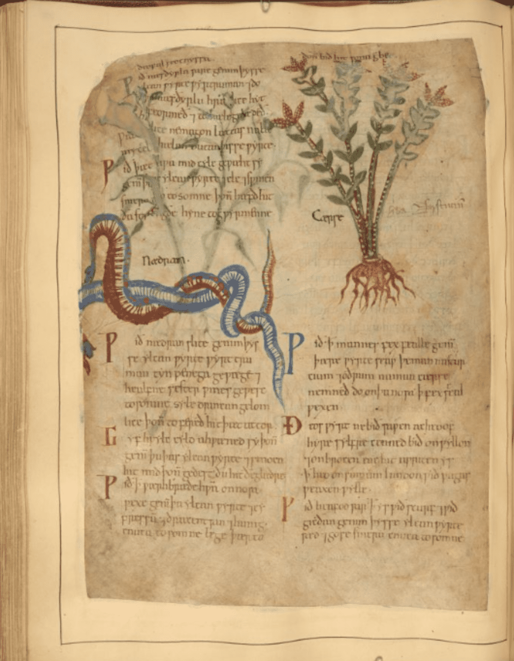 Thousand Year Old Illustrated Manuscript Of Herbal Remedies Now Available Online 7181