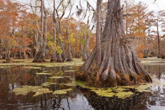 oldest-tree-in-eastern-north-america-found-in-a-swamp-it-s-2-624-years-old